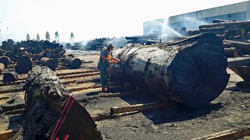 Bild 2: Auf dem Holzlagerplatz der Roser AG wird die Dimension der Mooreiche ...